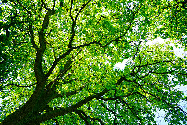 Mighty Oak Tree from below low angle shot into the canopy of an ancient oak tree on a sunny summer day tree canopy stock pictures, royalty-free photos & images