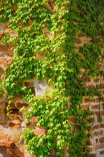 Corner of a Brick Wall Covered by Ivy