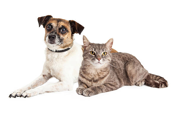 istock Jack Russell Terrier Dog and Tabby Cat 493441294