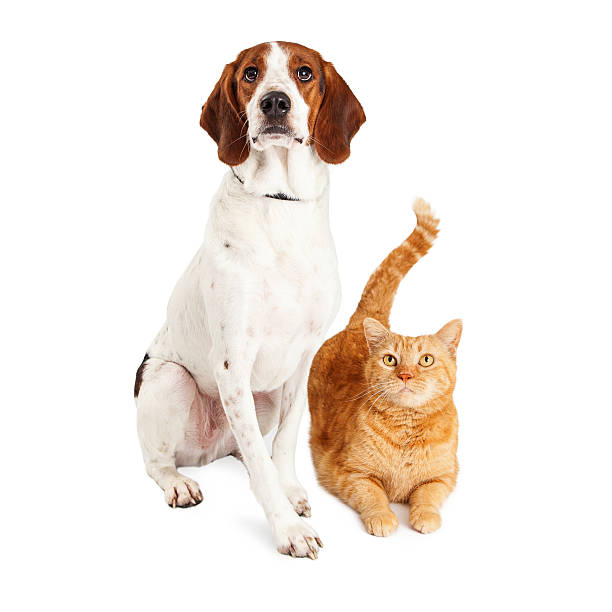 istock Hound Dog and Orange Cat Together 493441306