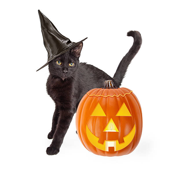 istock Halloween Black Cat With Carved Pumpkin 493441316