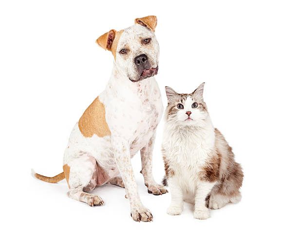 istock Friendly Pit Bull Dog and Pretty Cat 493441334
