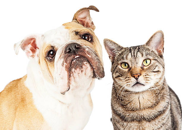 istock Bulldog and Tabby Cat Close-up 493441444