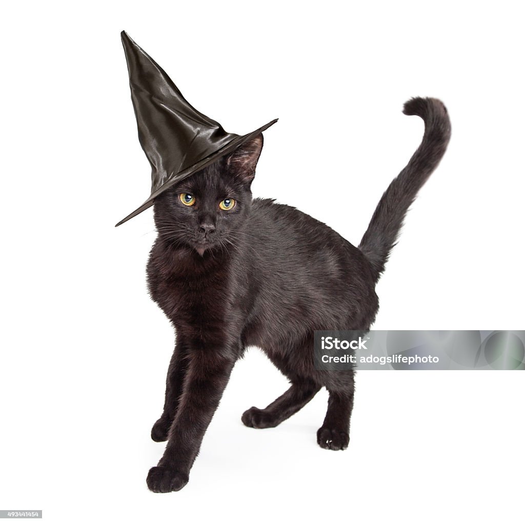 Terrorífico Halloween Gato Negro Bruja Plantilla De Diseño De Camiseta | Modelo De Diseño Gratuita