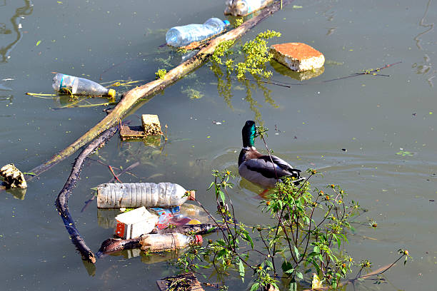 labirynt – tam, gdzie jest ścieżka do zdrowego życia - landfill garbage dump garbage bird zdjęcia i obrazy z banku zdjęć