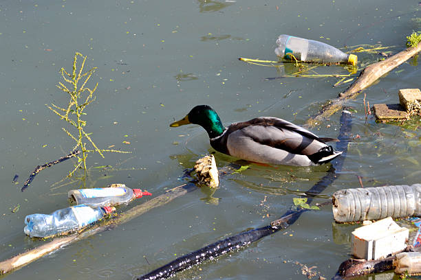 Beautiful Duck Overcomes Obstacles In Dirty Water Stock Photo - Download  Image Now - Pollution, Garbage, River - iStock