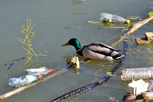Photo of beautiful duck overcomes obstacles in dirty water