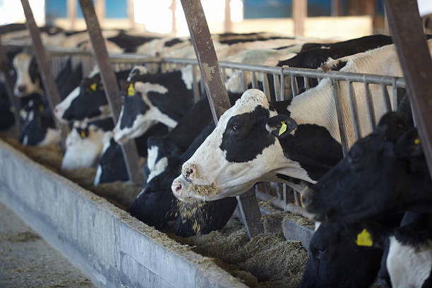 istock cow farm agriculture bovine milk 493444095