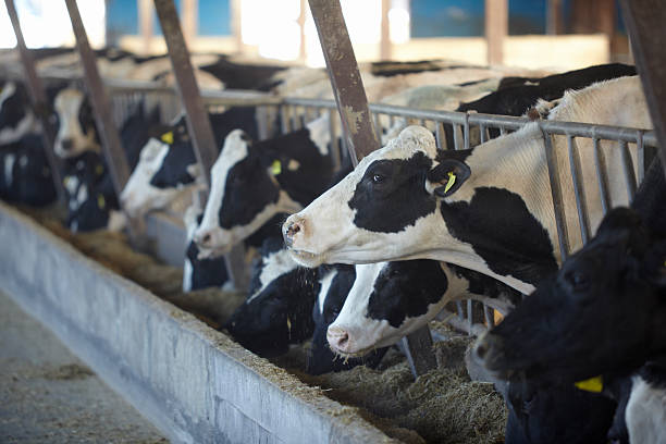 istock cow farm agriculture bovine milk 493444099