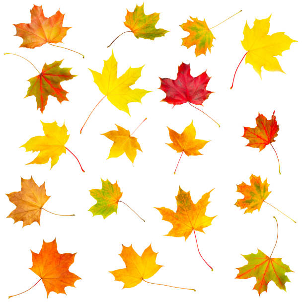 istock Collection set beautiful colourful autumn leaves isolated on white background 493444198