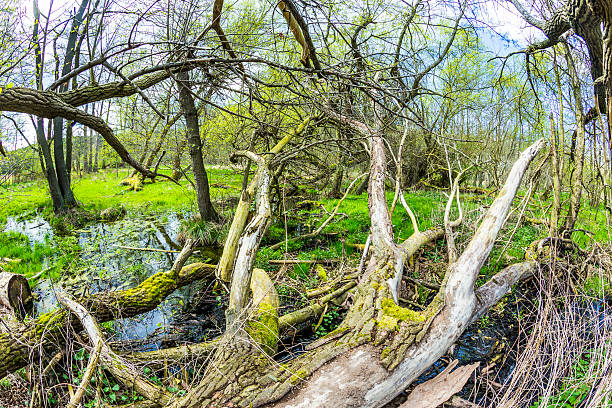 istock romantic forest in the nature park Gnitz 493445663