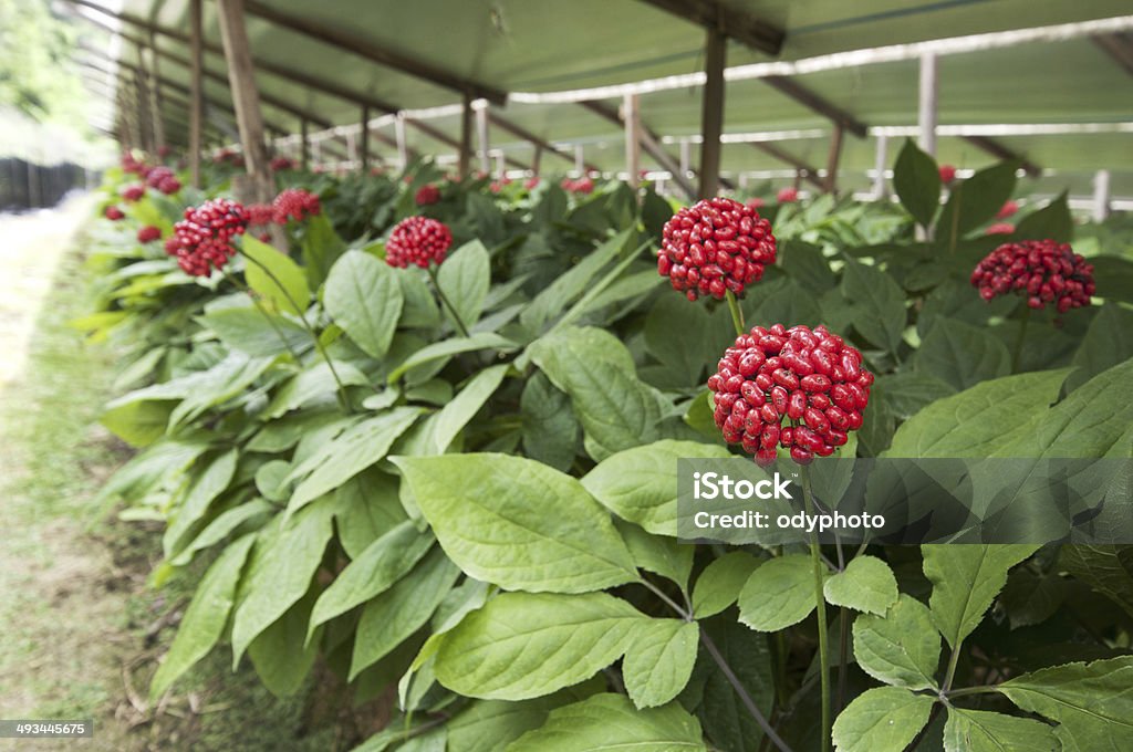 Ginseng fruit The fruit blooms of Ginseng Ginseng Stock Photo