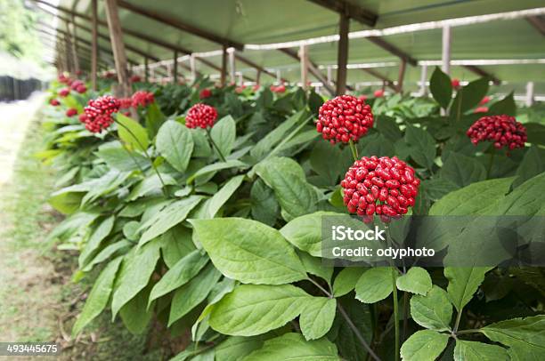 Ginseng Fruit Stock Photo - Download Image Now - Ginseng, Agricultural Field, Autumn