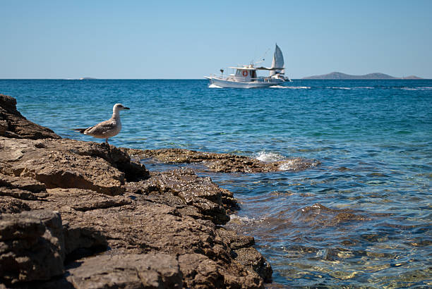 Sailboat and gull on the high seas, Adriatic sea, Croatia.