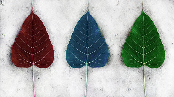 istock Red Green Blue color bodhi leaf on the cement ground 493445819