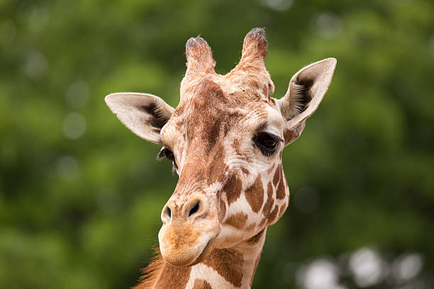 istock Portrait of Giraffe 493446138