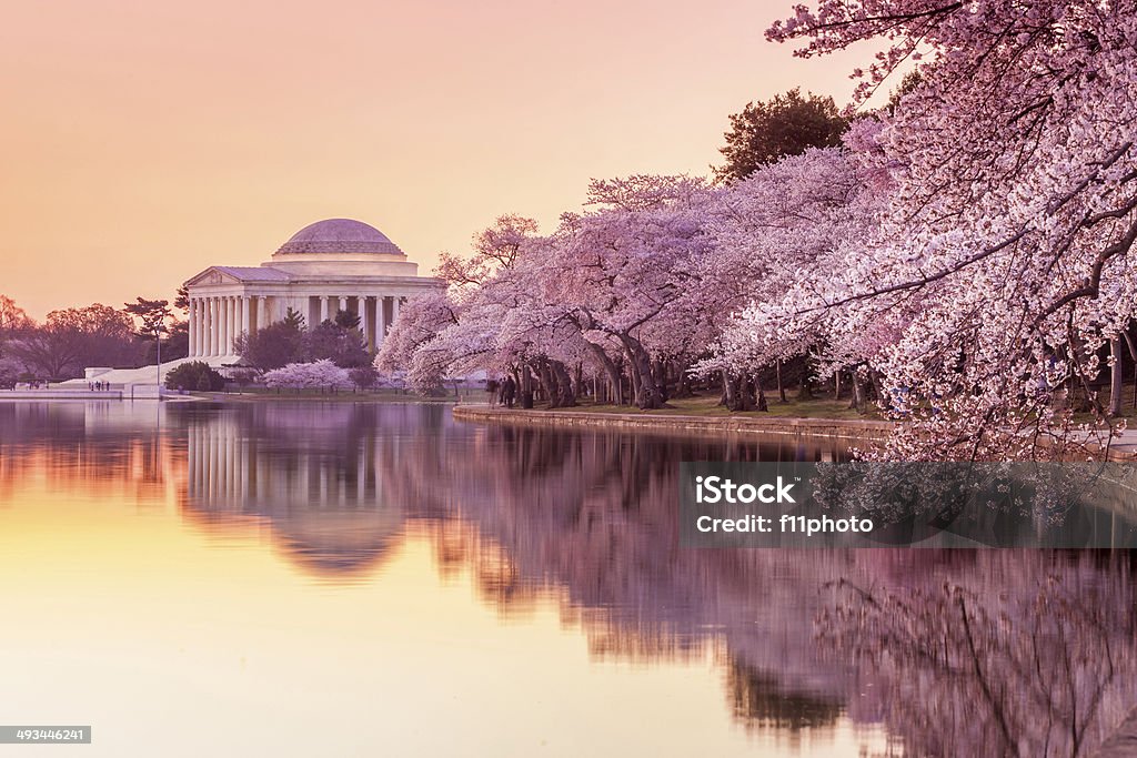 the Jefferson Memorial during the Cherry Blossom Festival the Jefferson Memorial during the Cherry Blossom Festival. Washington, DC Washington DC Stock Photo