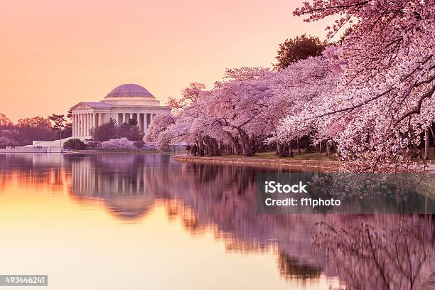 The Jefferson Memorial During The Cherry Blossom Festival Stock Photo - Download Image Now