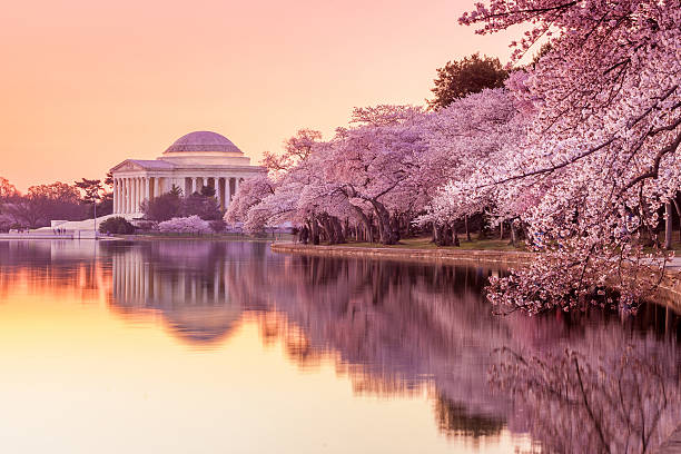 в мемориал джефферсона во время фестиваль цветения вишни - multi colored sunset north america usa стоковые фото и изображения