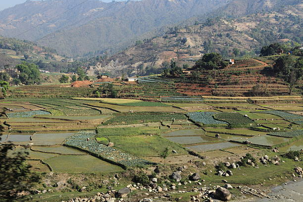 landwirtschaft und reisterrassen no nepal - reisanbau imagens e fotografias de stock