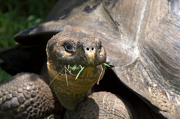 istock Giant Tortoise, Galapagos Islands 493446438