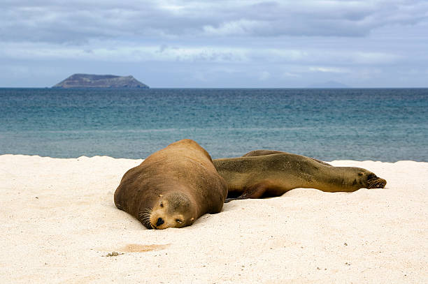 istock Sleeping sea lions, Galapagos Islands 493446570