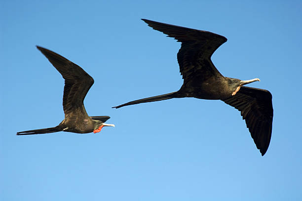 Male frigate birds in the blue sky. Galapagos Islands, Ecuador.