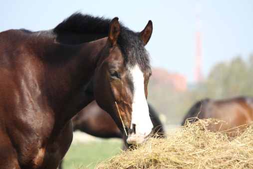 Beautiful bay latvian breed horse eating dry hay on sunny day