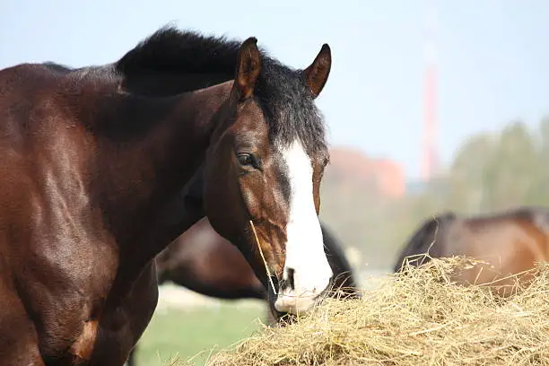 Photo of Bay horse eating dry hay