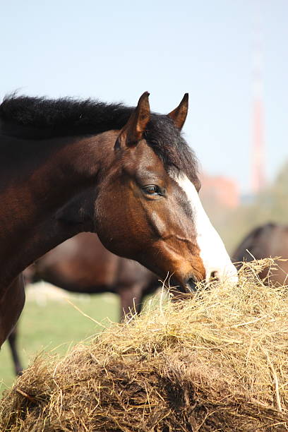 A brown horse leaning over a fence, eating hay on a horse ranch