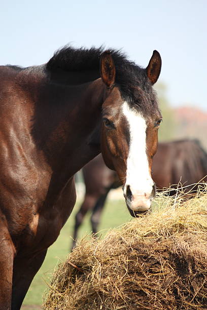 istock Bay horse eating dry hay 493446901