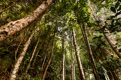The Valdivian temperate rain forests