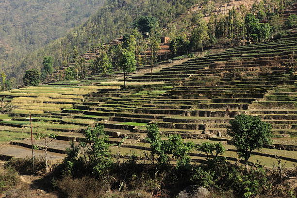 landwirtschaft und reisterrassen no nepal - reisanbau imagens e fotografias de stock