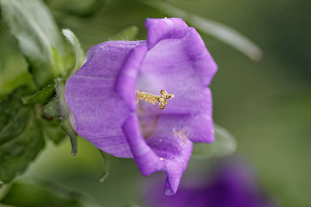 campainha - campanula white flower single flower imagens e fotografias de stock