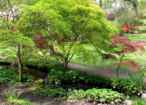 Photo showing a series of green and red Japanese maples in an oriental garden, growing alongside a small stream, between two ponds.