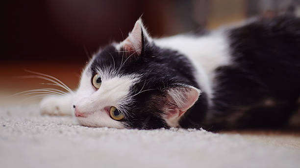 istock Portrait white with black the domestic cat 493447868