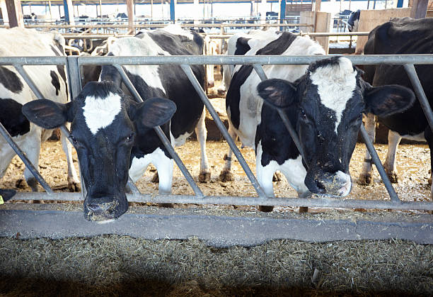 istock cow farm agriculture bovine milk 493447979