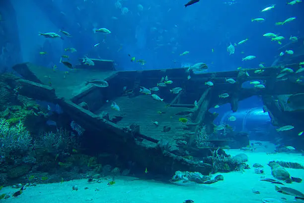 Photo of Engine room of a shipwreck