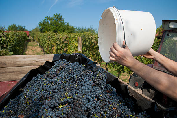 istock Throwing grapes on a bunch in a tractor trailer 493448167