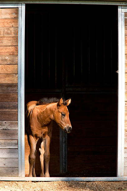 istock Colt waits by the door. 493448321
