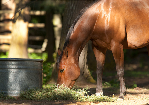 A beautiful horse is eating straw in partial shade near Hayden, Idaho.