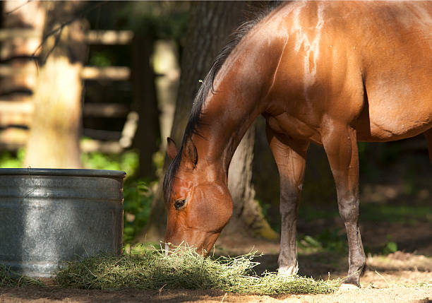 Cavalo eats palha no chão. - foto de acervo