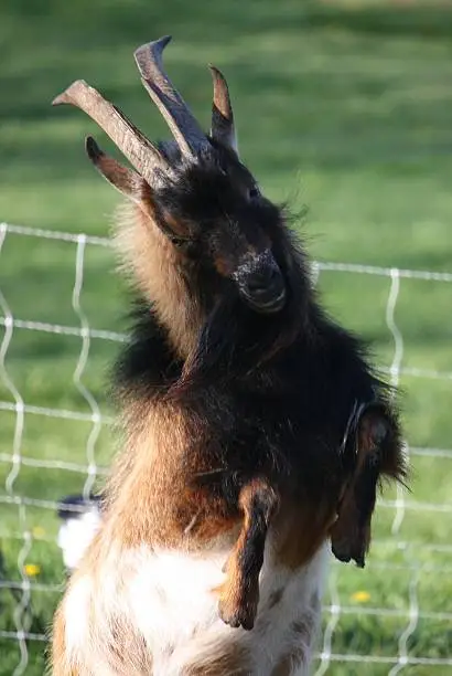 Male goat on his hind legs showing his dominance.
