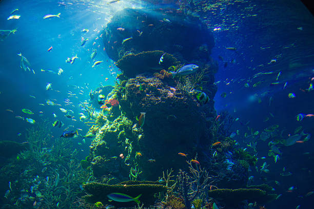 istock Biggest aquarium in the world 493449143