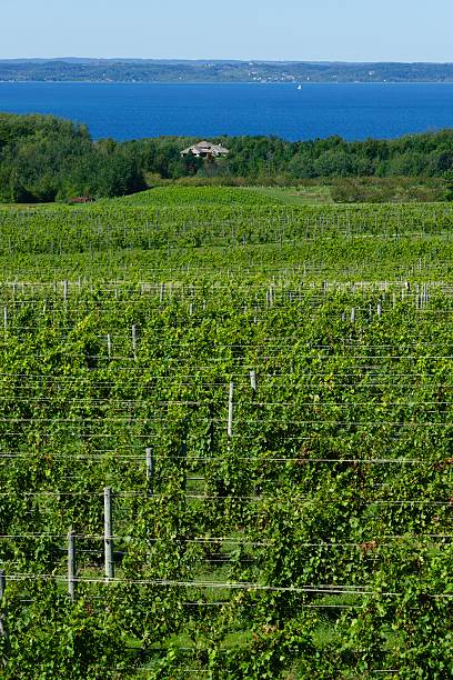 istock Michigan Vineyard on Old Mission Peninsula 493470742