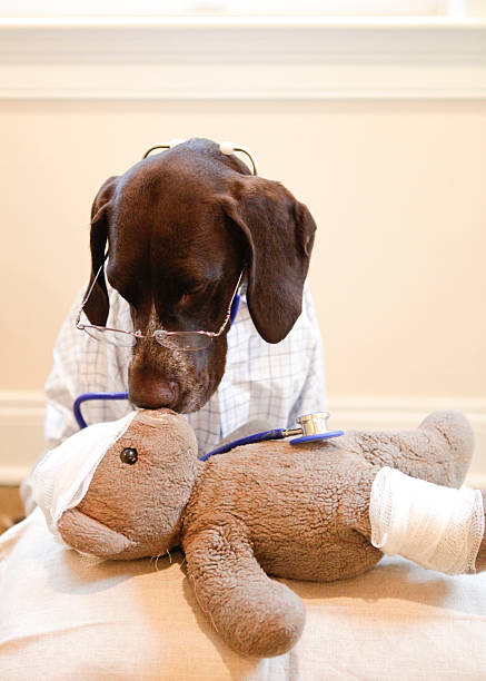 istock The kiss of teddy's life 493470854