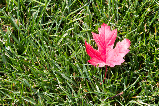 Image of a single red sugar maple leaf resting on green blades of grass.  The fall leaf is resting on mowed lawn in a park.