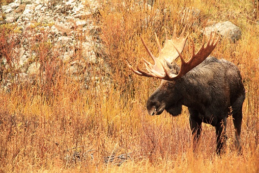 Profile view of a massive bull moose in Montana