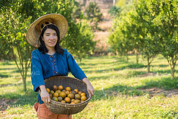 istock asian girl harvest tangerine in organic farm 493473264