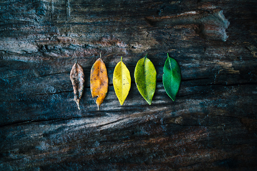 Five leaves on wooden background